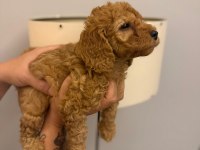 Toy Poodle Yavrular Irk Sağlık Garantili