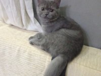 Dişi 4.5 aylık british shorthair
