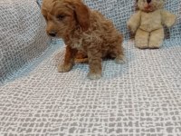 Maltipoo yavrularımız