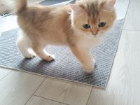Muhteşem Güzellikte Golden British Longhair