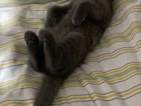 Sevimli Yavru Kedi Safkan British Shorthair