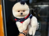 Pomeranian kalitesinin ve farkının farkında olan yavrular