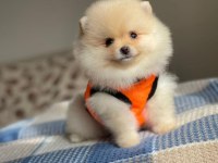 A KALİTE POMERANİAN BOO KÖPEĞİ