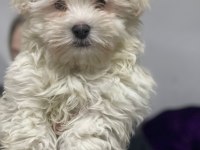 Avrupa girişli yavru köpeklerimiz