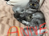 CHİNCHİLLA 4 ERKEK VE 4 DİŞİ