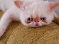 Safkan anne babadan şov kalite exotic shorthair yavrular