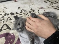 Erkek British Shorthair