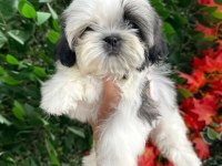 2.5 aylık full secere shih tzu yavruları