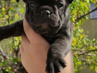 A kalite french bulldog yavrular