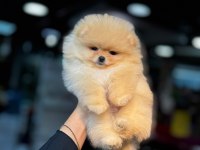 Show Kalite Irk ve Sağlık Garantili Pomeranian
