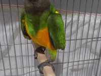 Senegal papağanı 13 aylık