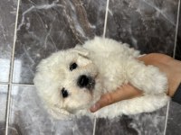 Orjinal bichon frise yavrular