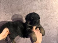 Ruhsatlı çiftlikten A kalite alman çoban köpeği