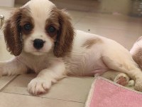 En iyi pedigreye sahip cavalier king charles yavrular