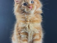 Gerçek XXL Maine Coon Muhteşem Kırmızı Erkek