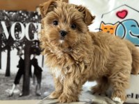 Petmode den tea cup morkie yavrumuz
