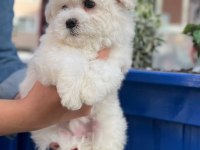 SEVİMLİ MALTİPOO BEBEKLERİM