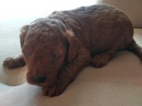 Toy poodle son yavrular