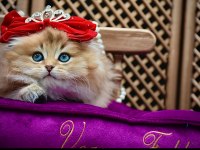 O bir prenses scottish fold