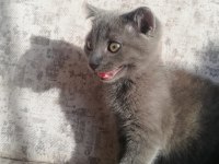 Güzel cins kedi