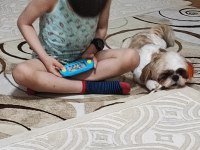 Yurt dışına taşınacağımdan Acil shih tzu