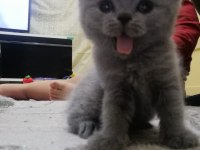 British Shorthair Scottish Fold Gri Renk Yavrular