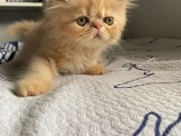 Fıstıklı iran kedisi lokumlar