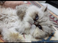 Mama karşılığı ücretsiz sahiplendirme iran kedisi