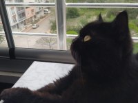 Siyah british shorthair basık yüz