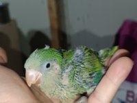 Bebek Monk Papağanı