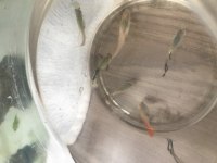 tetra vatoz lepistes çöpçü balıkları