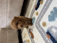 Toy poodle köpeklerimiz