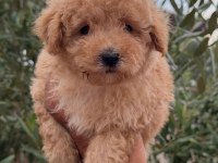 TOY POODLE ERKEK YAVRULAR