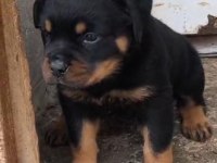 Rottweiler Yavrularımız 2 Aylık