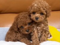 Poodle Bebekler