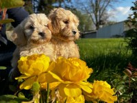 Maltipoo bebekler