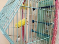 Kafesiyle bir sahiplendirilecek erkek genç muhabbet kuşu