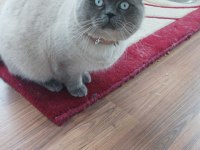 Scottish Fold ve British Shorthair Yavrular