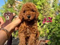TOY POODLE IRK VE SAĞLIK GARANTİLİ