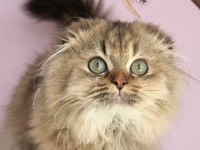 Scottish Fold Highland Golden Dişi