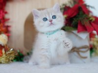 Güneş Sarısı Ay Golden British Shorthair 