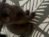 Minik yavrularımız scottish fold