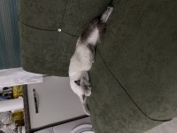 British blue point dişi her şeyi vereceğim