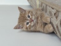 Yavru chinchilla melezi sahiplendirme