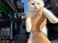 British shorthair odd eye