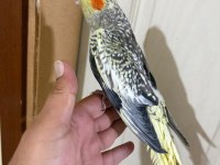 EVLERE MASKOT 50 GÜNLÜK SULTAN BEBEK