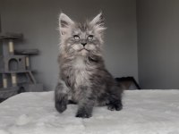 Blacksmoke Maine Coon Yavruları Granddesign Cattery