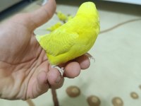 Yetişkin ve yavru eğitime açık muhabbet kuşları