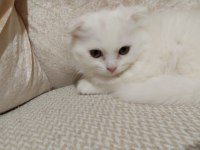2 aylık beyaz scottish kedi satılık
