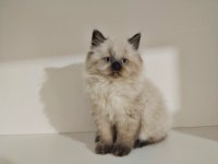 2 aylık british longhair bebeğimiz yeni evini arıyor
